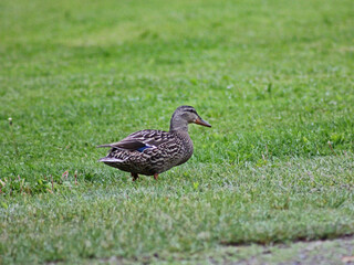 Female Mallard on green grass