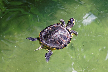 turtle in the pond