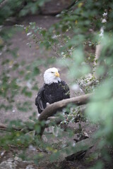 Bald Eagle in a tree