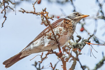 Drossel im Baum
