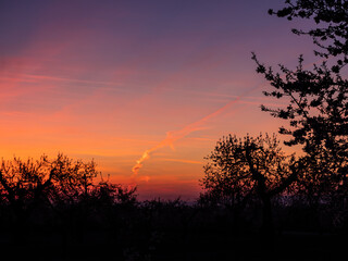 Red sky with clouds with tree branches