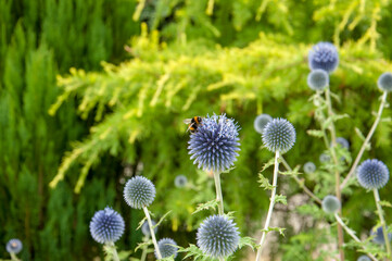 Bumble bee on a globe thistle flower