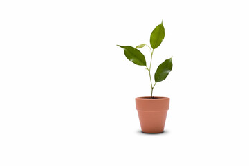 A green plant in a clay pot. Ficus in a pot, isolated on a white background.