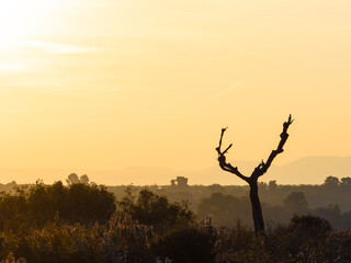 Dry tree with sunlight in the background of the image