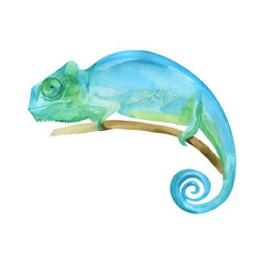 Blue Iguana watercolor painting vector illustration,  "Grand Cayman Blue Iguana", lizard on the branch. Sleeping dragon big reptilia wild animal.