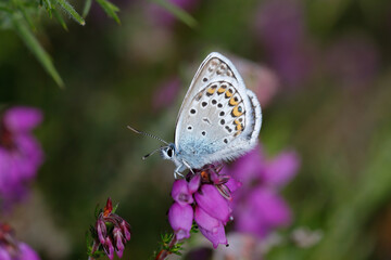 A Silver-studded Blue purple flowers.