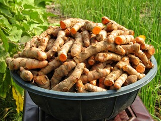 Turmeric roots on pot