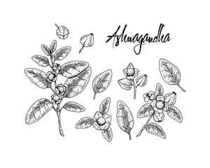 Set of hand drawn Ashwagandha branches with berries  and leaves isolated on white background. Vector illustration in sketch style.