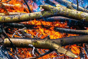 Hot fire burning the forest the concept of the environment. fire kills everything in its path.