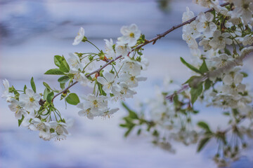 flowering cherry branch on blue wooden background