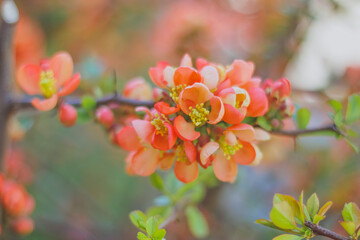 Fototapeta na wymiar berberidaceae. Flowering quince, Chaenomeles, Flowering shrubs