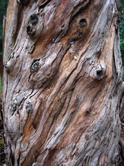 Tree branch wood texture macro. 