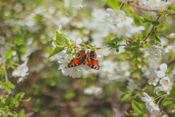 white cherry blossom, cherry blossom branch