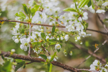 white cherry blossom, cherry blossom branch