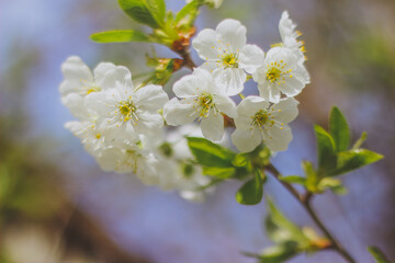 Fototapeta na wymiar white cherry blossom, cherry blossom branch