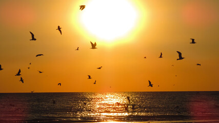 Sunset Silhouette of A Seabird sunset.Birds on the background of the sun and the sea.