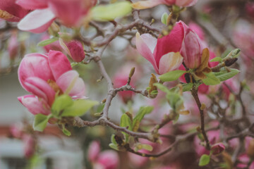 magnolia in bloom. Pink magnolia. Spring flowers. Magnolia tree.