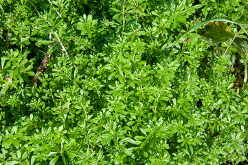 green plants in the garden