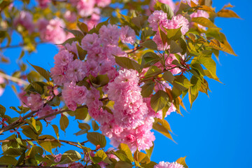 Clustered blooms of cherry branches in the springtime