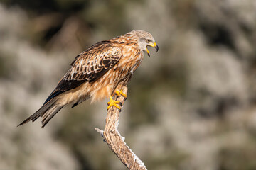 red kite milvus milvus perched singing with copy space