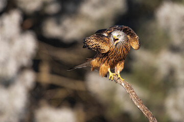 red kite milvus milvus perched singing with copy space