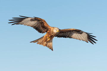 red kite milvus milvus flying