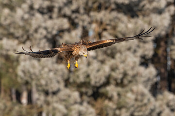 red kite milvus milvus flying