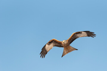 red kite milvus milvus flying with copy space