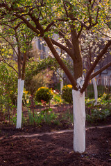 Fototapeta premium Whitewashing protection in orchards and&nbsp;tree&nbsp;farms