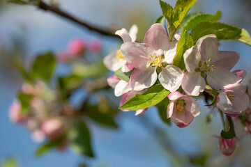 Clustered blooms of apple-tree branches in the springtime