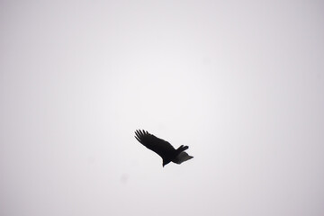 Hawk Flying With its Wings Spread Out.