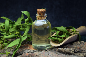 Mistletoe natural oil alternative medicine