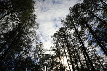 Green landscape in the dense forest