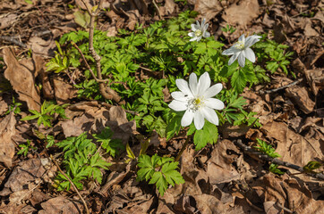 Blooming anemone (Anemone nemorosa) in the forest in spring.