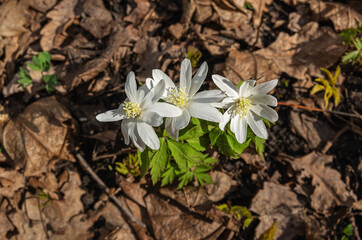 Blooming anemone (Anemone nemorosa) in the forest in spring.