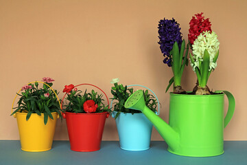 flowers in colourful pots.