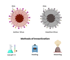 Coronavirus active and inactive with damaged genetic material. Three methods of production of inactivated vaccine