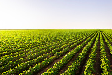 Open soybean field at sunset.