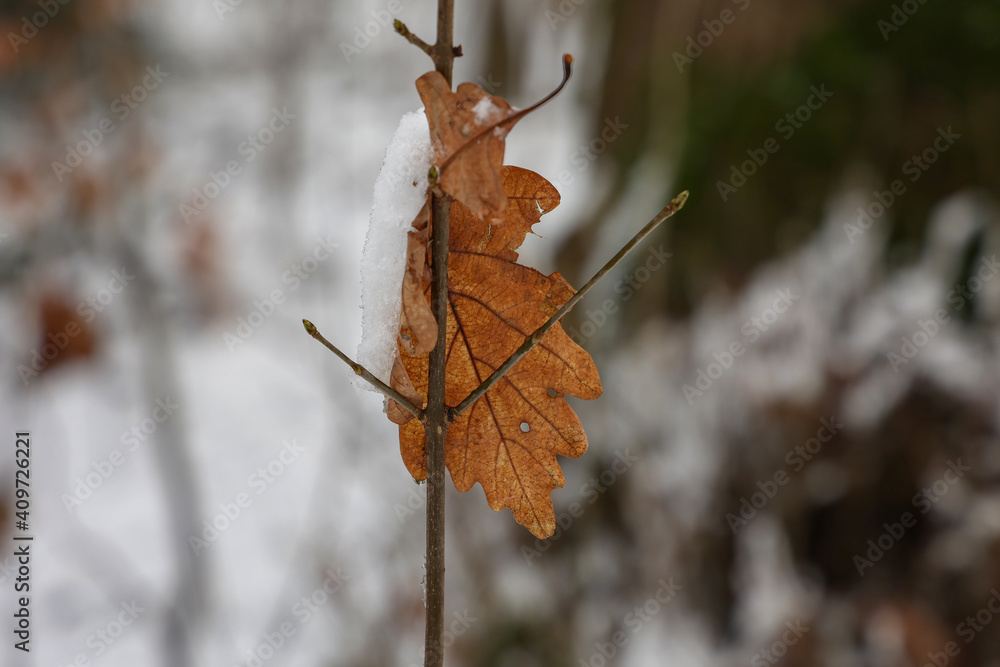 Poster closeup shot of a dried tree branch with a maple leaf with snow and ice in a winter forest