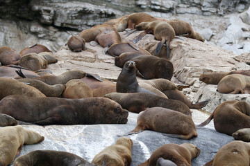 sea lions