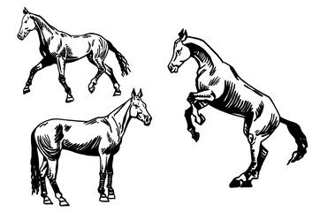 Vector set of horses isolated on white background,graphical illustration