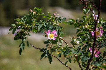 fioritura ,colori e profumi