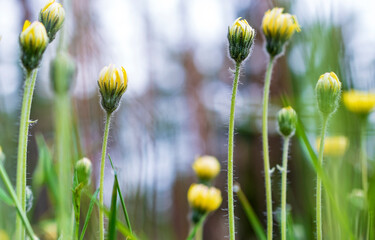 Wild yellow meadow flowers in the forest from low point of view.