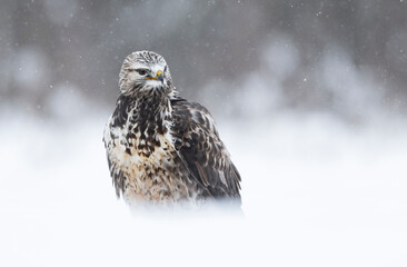 Rough-legged buzzard ( Buteo lagopus ) in winter scenery