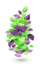 Basil isolated. Basil leaf on a white background. Basil leaves in dynamics. Red and green basil