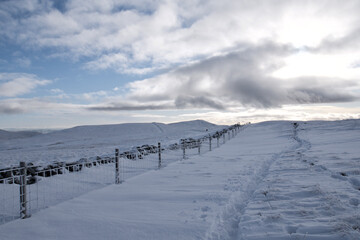 Fototapeta na wymiar Path next to a fence on snow covered plains of the Scottish Ochil Hills 