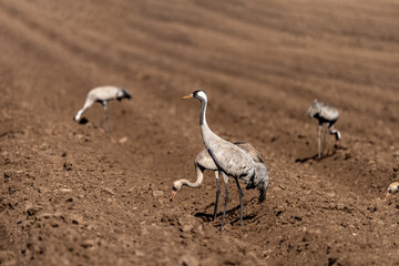 Eurasian Crane in an early autumn morning in a plowed field near Agamon Hula, Israel. 