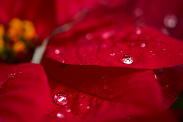 red poinsettia, Euphorbia pulcherrima plant leaves with rain drops natural floral macro background
