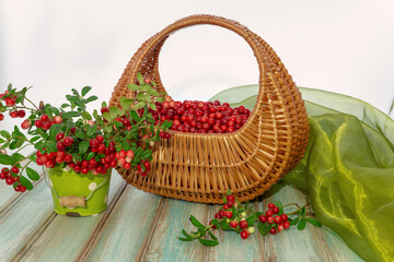 Red ripe cranberries in a beautiful wicker basket and sprigs of berries on a wooden table....