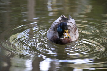 Drake Mallard Duck on the lake